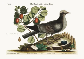 De witgekroonde duif